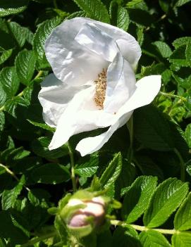 Rosa rugosa 'Alba'