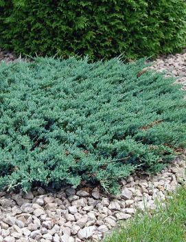 Juniperus horizontalis 'Blue Chip'