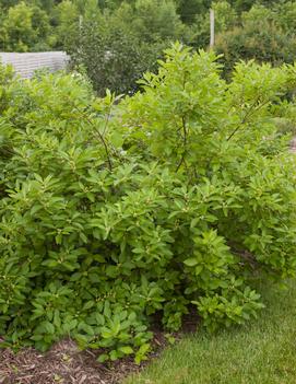 Ilex verticillata 'Southern Gentleman'