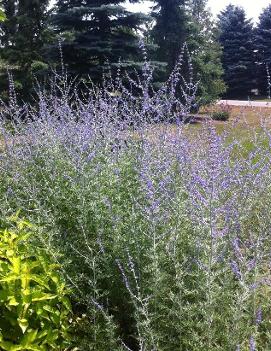 Perovskia atriplicifolia 'Filigran'