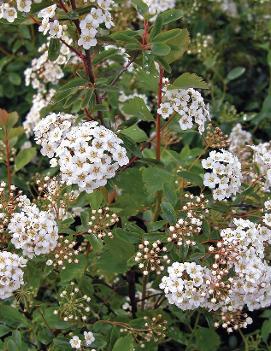 Spiraea x vanhouttei