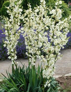 Yucca glauca