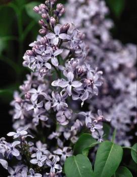 Syringa x vulgaris 'Wedgewood Blue'