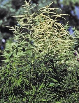 Aruncus dioicus 'Kneiffii'