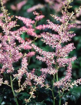 Astilbe simplicifolia 'Hennie Graafland'