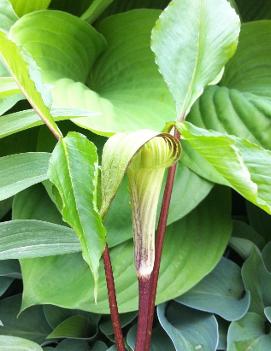 Arisaema triphyllum