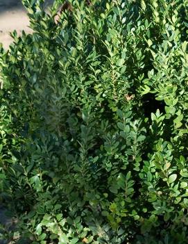 Buxus x 'Green Mountain' (COPF)