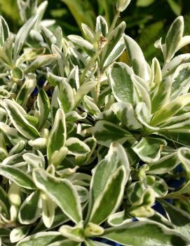 Arabis ferdinandi-coburgi 'Variegata'