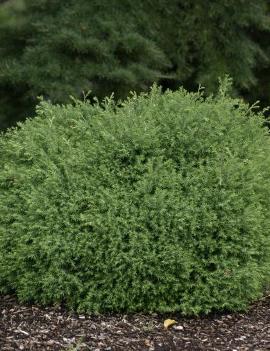 Chamaecyparis thyoides 'Heatherbun'