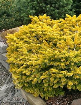 Abies nordmanniana 'Golden Spreader'