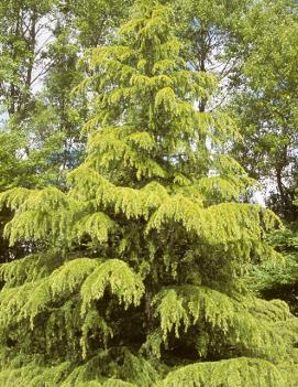 Cedrus deodara 'Aurea'