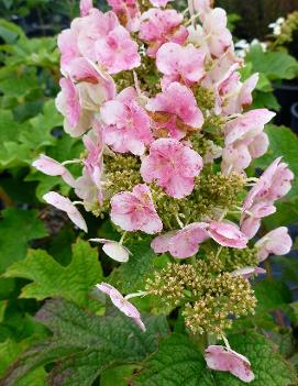 Hydrangea quercifolia 'Ruby Slippers'