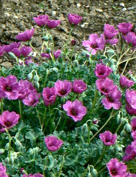 Geranium cinereum 'Giuseppe'