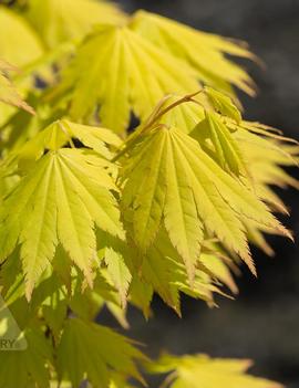 Acer shirasawanum 'Jordan'