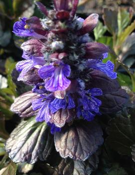 Ajuga reptans 'Black Scallop' (PP15815, COPF)