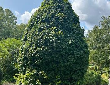 Carpinus betulus 'Columnaris Nana'