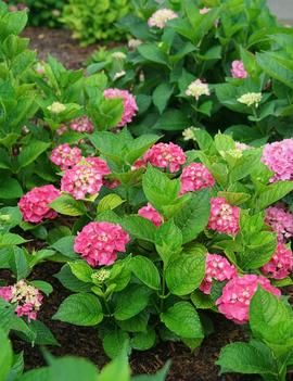 Hydrangea macrophylla Let's Dance Big Band® ('SMNHMP') (PPAF, CPBRAF)