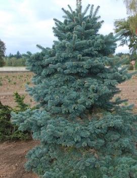 Abies lasiocarpa 'Martha's Vineyard'