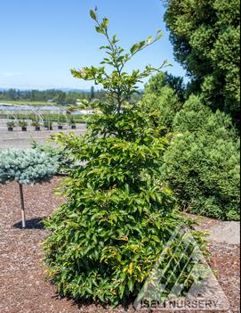 Fagus sylvatica 'Sandrode'