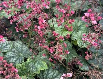 Heuchera 'Berry Timeless' (PP26357)