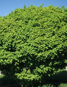 Acer campestre Nana ('Compactum')