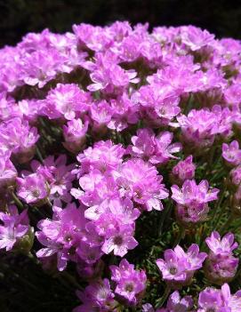 Armeria juniperifolia