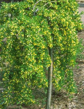 Caragana arborescens 'Pendula'