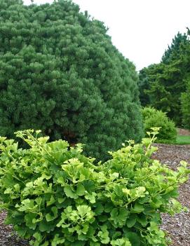 Ginkgo biloba 'Mariken'