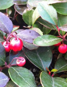 Gaultheria procumbens