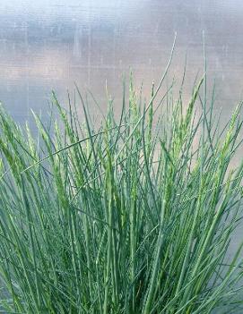 Festuca glauca Blue Fox ('Blaufuchs')