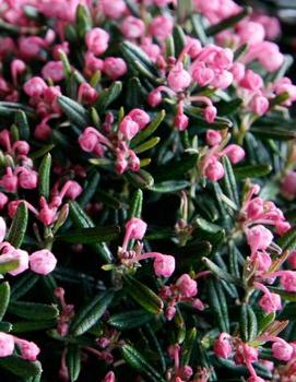 Andromeda polifolia 'Blue Ice' (COPF)