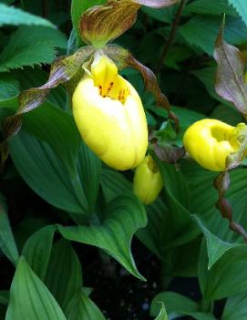 Cypripedium parviflorum var. pubescens