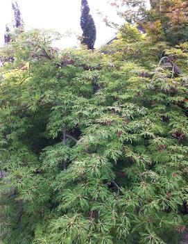 Acer japonicum 'Green Cascade'