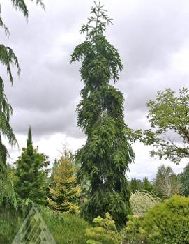 Abies alba 'Pendula'