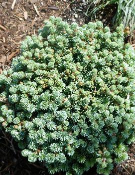 Abies koreana 'Blauer Eskimo'