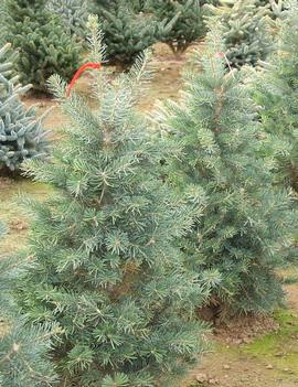 Abies concolor 'Conica'