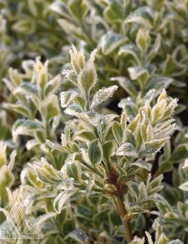 Buxus sempervirens 'Variegata'