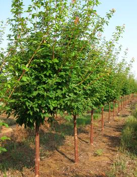 Acer griseum x maximowiczianum Cinnamon Girl™ ('Molly Fordham')