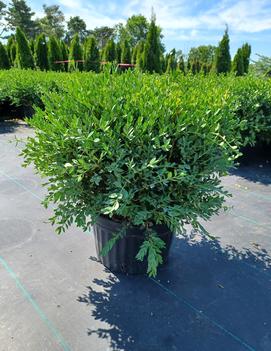 Buxus x 'Green Mound' (COPF)