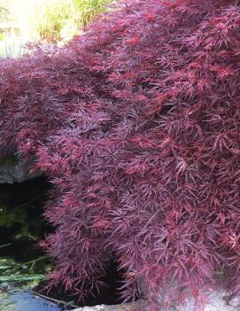 Acer palmatum dissectum 'Crimson Queen'