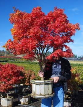 Acer palmatum 'Sharp's Pygmy'