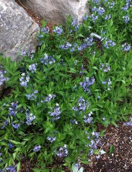 Amsonia x 'Blue Ice'