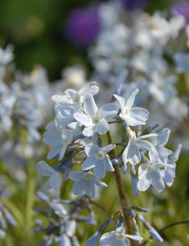 Amsonia ciliata 'Spring Sky'