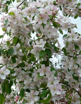 Malus scheideckeri 'Red Jade'