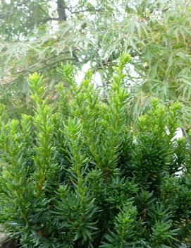 Taxus cuspidata 'Nana'