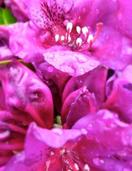 Rhododendron Polar Night ('Polarnacht')