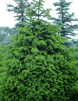 Picea abies 'Pyramidata'