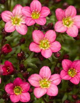 Saxifraga x 'Touran™ Pink'