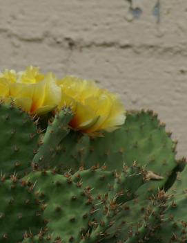 Opuntia humifusa