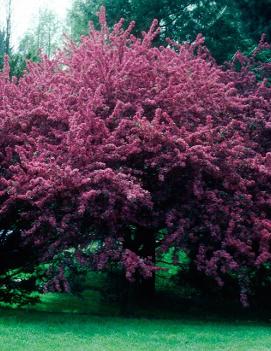 Malus 'Royal Beauty' (COPF)